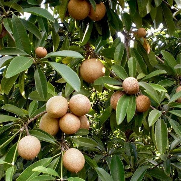 चीकू पौधा